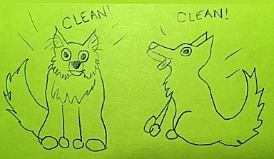 Clean Dogs
